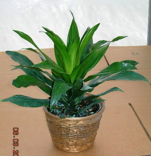 6" Dracaena Green Jewel